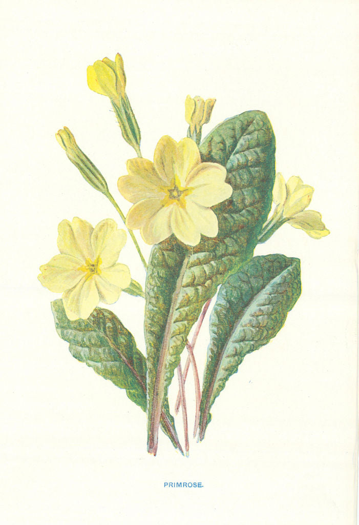 Primrose. Wild Flowers by Frederick Edward Hulme c1895 old antique print